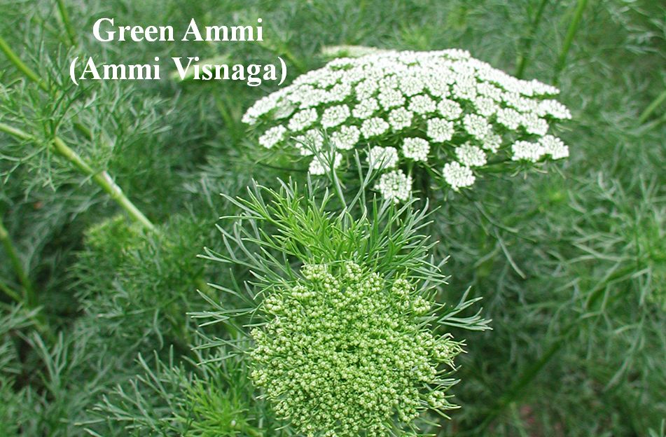 Green Ammi