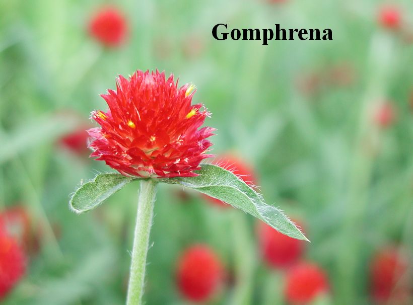 Gomphrena