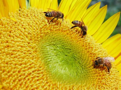 Bees on Sunflower